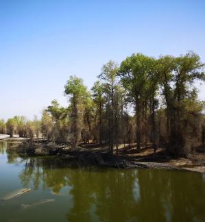 Desert Green Forest 2