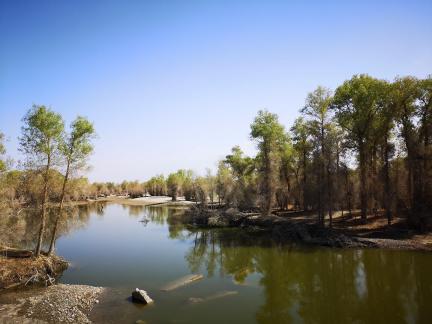 Desert Green Forest 3