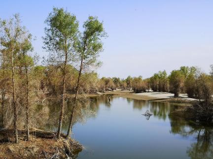 Desert Green Forest 4