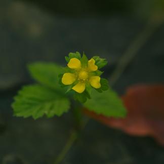 Wildflowers in urban weeds 2