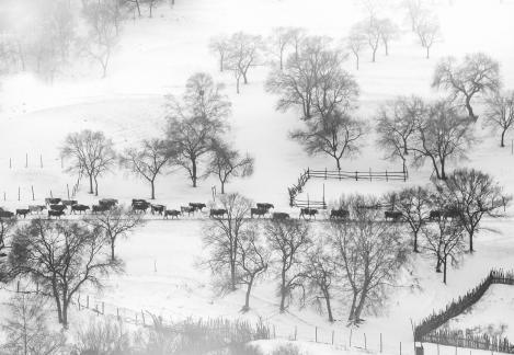 Cattle Team on the Snow