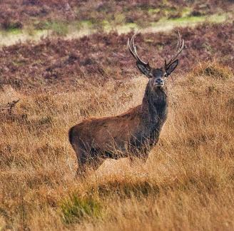Exmoor Stag