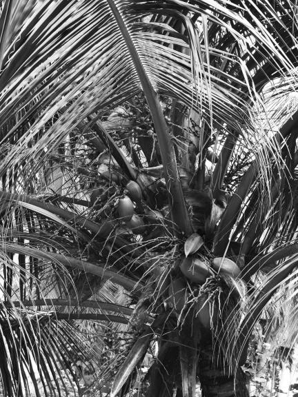 Coconut growing