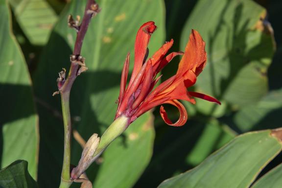 Lily flower