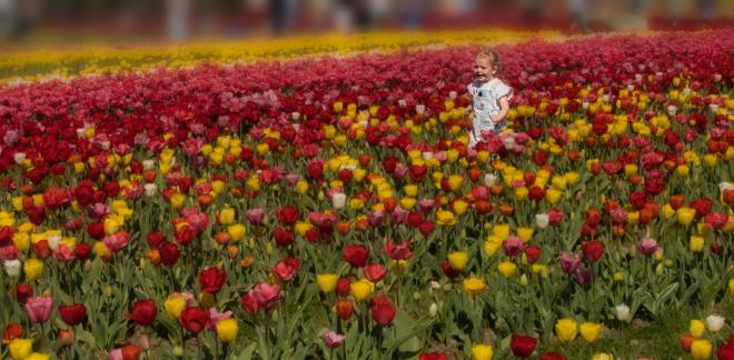 Tulip Poppit
