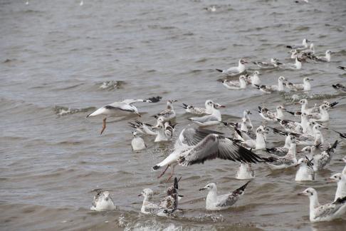 Gull Dance 13