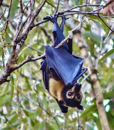 Pipistrello.