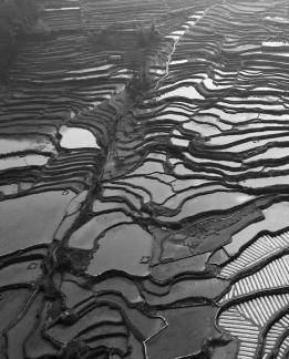 Terraced fields scenery 41