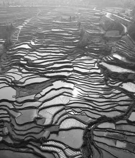 Terraced fields scenery 42