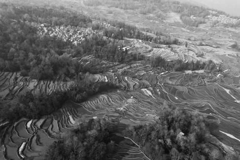 Terraced fields scenery 44