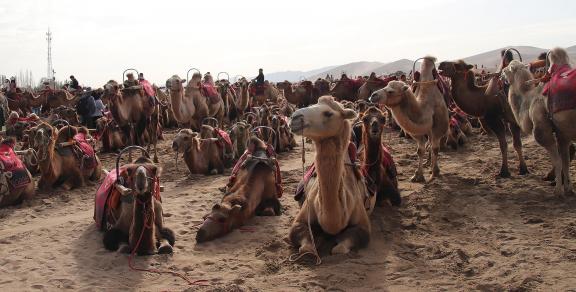 Desert Journey 24