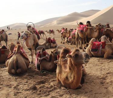 Desert Journey 26