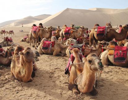 Desert Journey 27