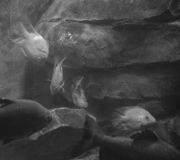 Aquarium Tour 3