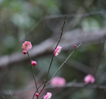 Red Plum Praise 26