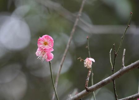 Red Plum Praise 27