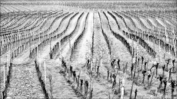 Sleeping  Vineyards