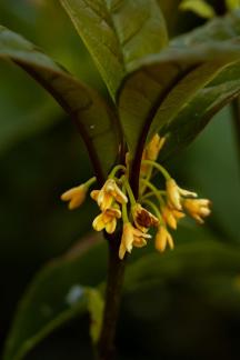 Familiar plants 3