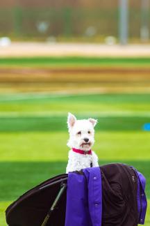 Pets on the grass 3