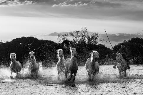 Camargue horses at sunset 15