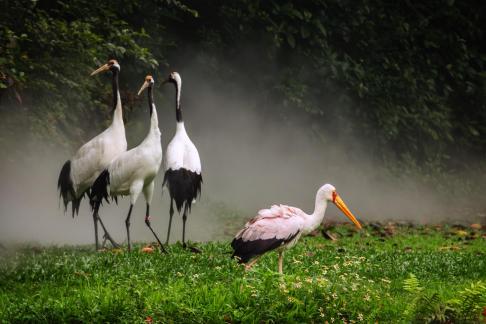 Four red-crowned cranes