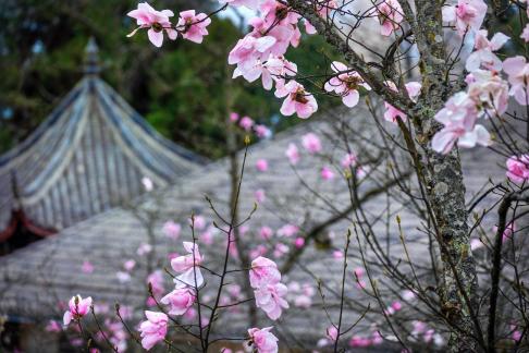Flowers and grey roofed houses