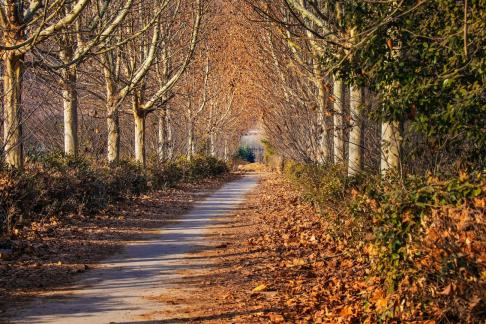 The road
