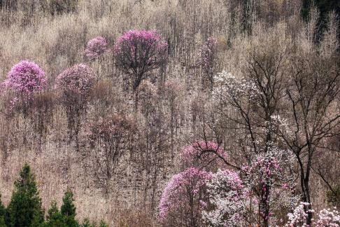 Flowers and tree