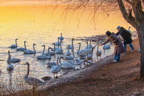 Feeding the geese