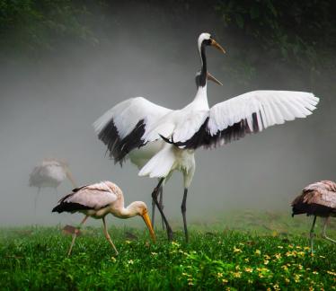 A baby red-crowned crane