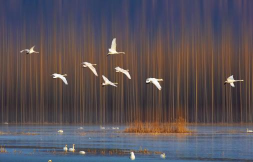 8 geese flying
