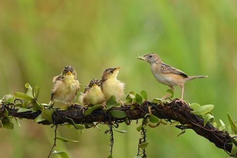 Trio Feeding