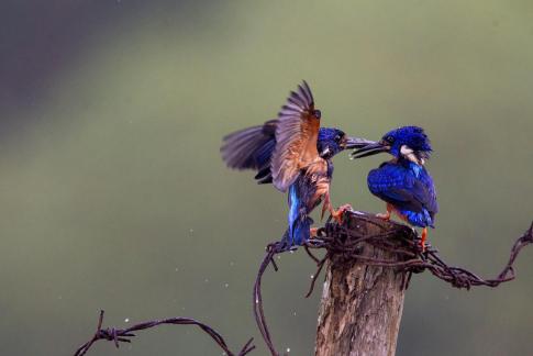 Quarrel