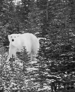 White bear33