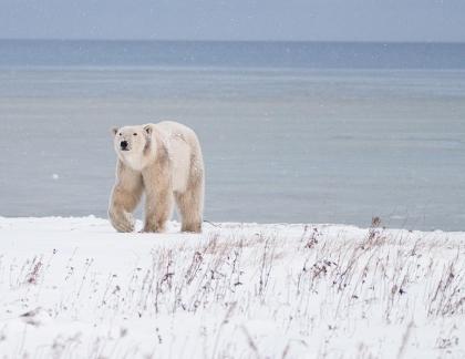Artic predator42