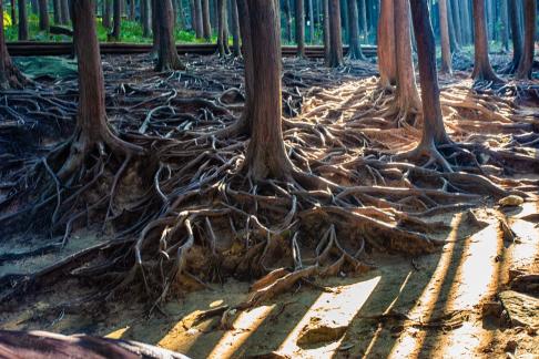 Tree roots and sunshine