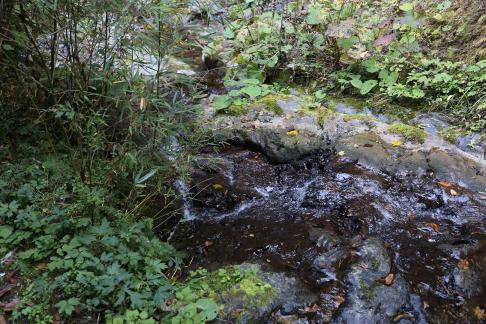 Deep forest spring water 9