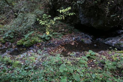 Deep forest spring water 12