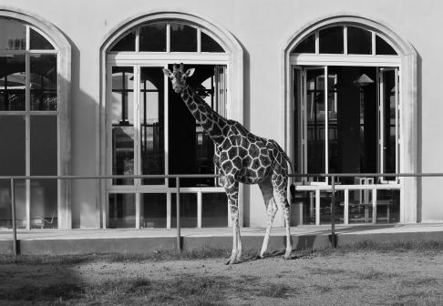 Giraffe in front of the window 1