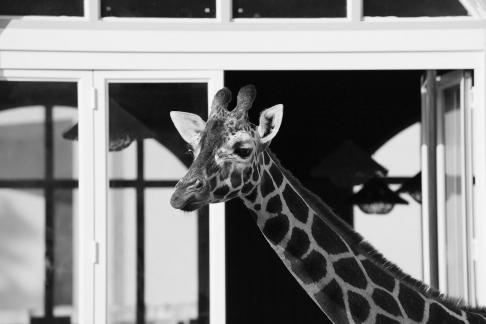 Giraffe in front of the window 2