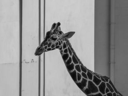 Giraffe in front of the window 3
