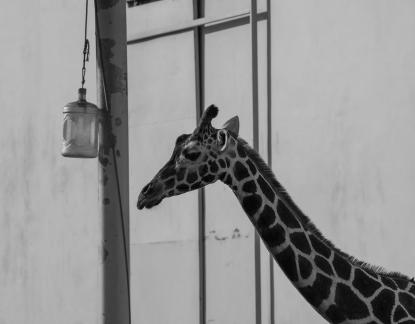 Giraffe in front of the window 4