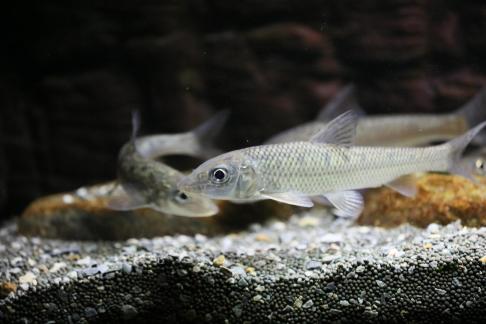 pseudorasbora parva 1