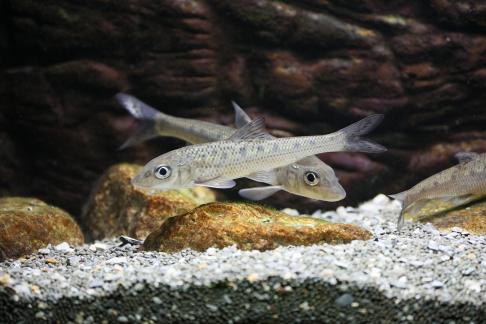 pseudorasbora parva 3