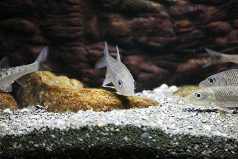 pseudorasbora parva 4