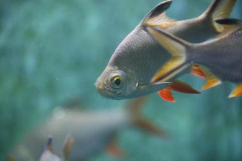 Thai crucian carp 19