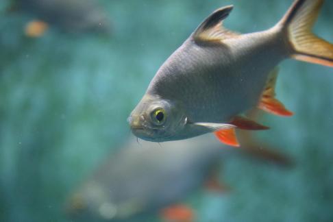 Thai crucian carp 20