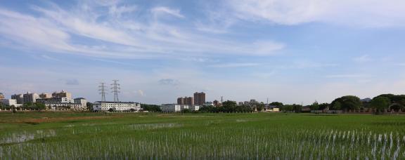 Qingqing rice seedlings 2