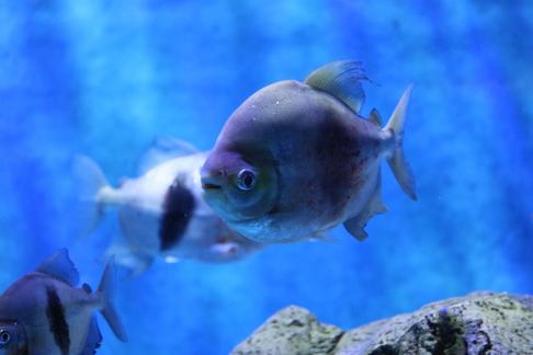 Metynnis hypsauchen 8