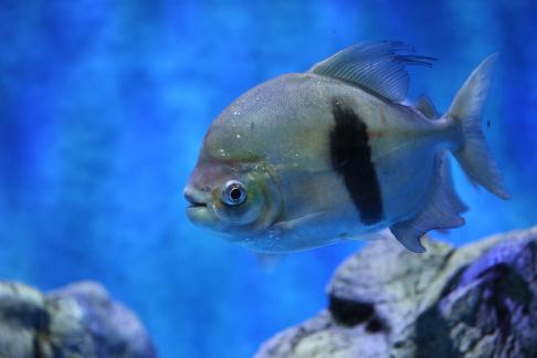 Metynnis hypsauchen 9